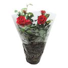Planta Mini Roseira Pt13
