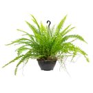 Planta Sam Americana Ca21