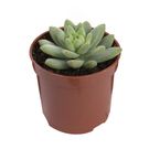Planta Mini Suculenta Pt06