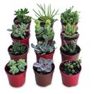 Planta Mini Suculenta Pt06