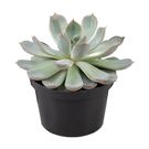 Planta Suculenta Pt11
