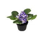 Planta Violeta Pt11
