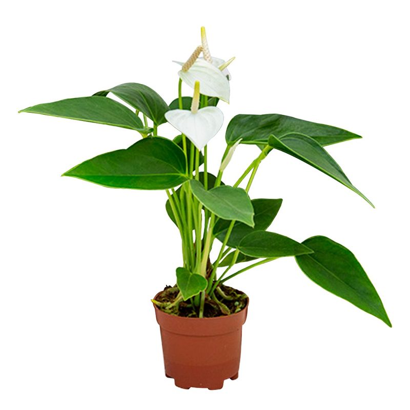 Planta-Anthurium-Variado-Pt06