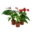 Planta Anthurium Variado Pt06