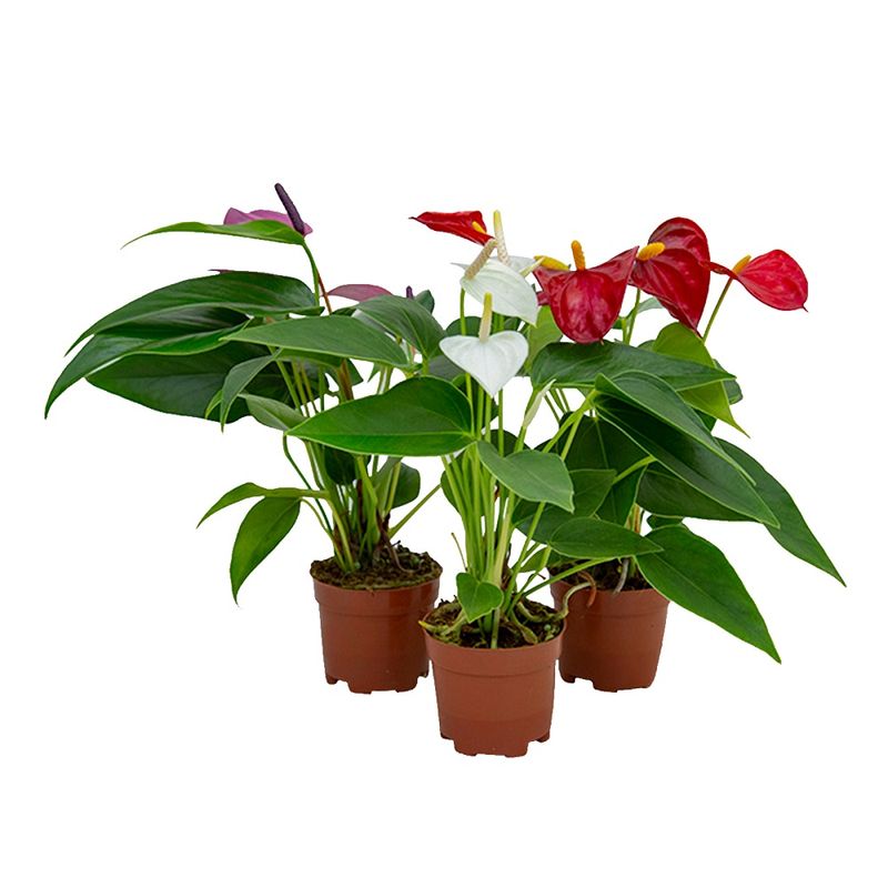 Planta-Anthurium-Variado-Pt062