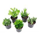 Planta Suculenta Pt09
