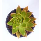 Planta Echeveria Benassi Pt21