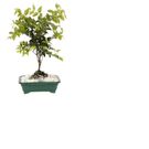 Planta Bonsai Fruta Benassi