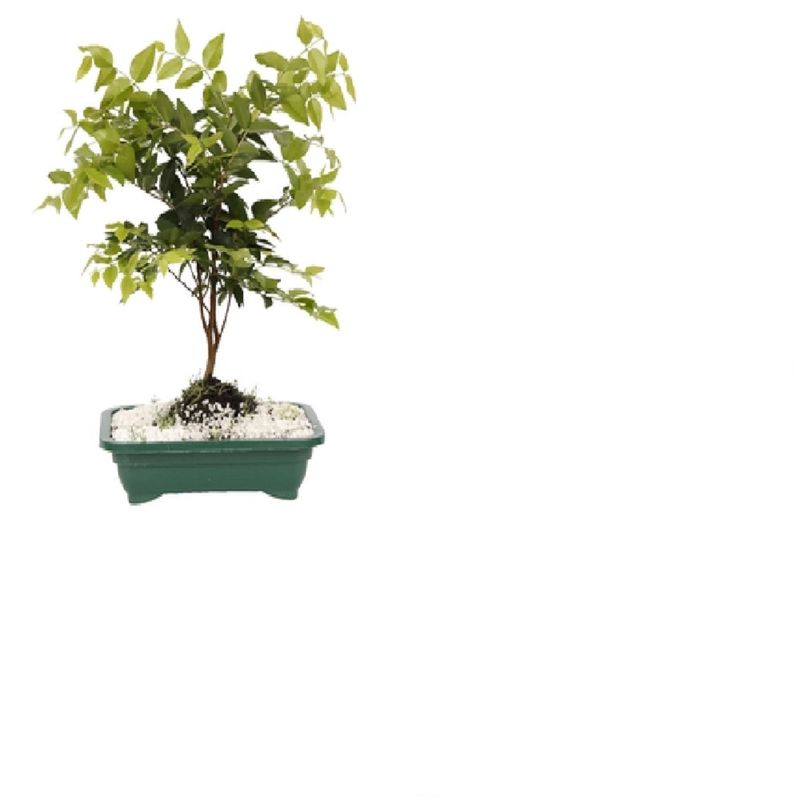 Planta-Bonsai-Fruta-Benassi-1