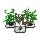 Planta Bonsai Fruta Benassi
