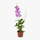 Planta Orquídea Dendrobium Pt15