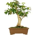 Planta Bonsai Jovem Benassi