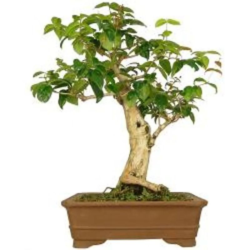 Planta-Bonsai-Jovem-Benassi1