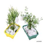 Planta-Bonsai-Jovem-Benassi2
