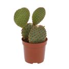 Planta Cacto Mini Benassi