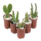 Planta Cacto Mini Benassi