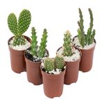Planta-Cacto-Mini-Benassi2