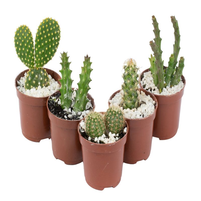 Planta-Cacto-Mini-Benassi2
