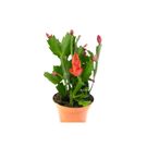 Planta Flor de Maio Pt11