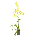 planta-orquidea-denphalaen-pt15-1