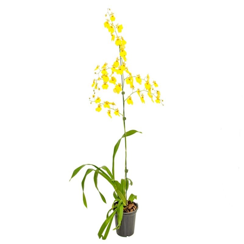 planta-orquidea-denphalaen-pt15-1