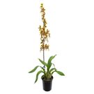 Planta Orquídea Denphalaen Pt15