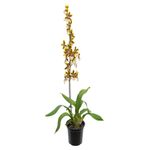 planta-orquidea-denphalaen-pt15-2