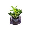 Planta Hidrocultura Variada Pt05