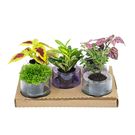 Planta Hidrocultura Variada Pt05