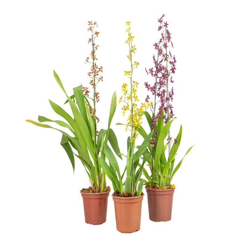 planta-orquidea-denphalaen-pt15-3