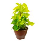 Planta Jibóia Amarela Ca21