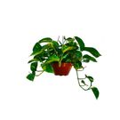 Planta Jibóia Verde Ca21