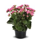 Planta Flor Kalanchoe Decorado