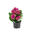 Planta Calandiva Benassi Pt06