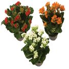 Planta Flor Kalanchoe Pt11