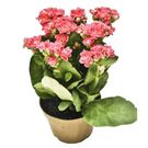 Planta Calandiva Benassi Pt11