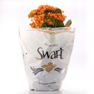 Planta Flor Kalanchoe Pt15