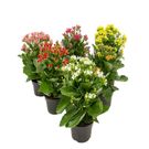 Planta Flor Kalanchoe Pt15
