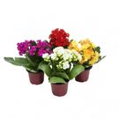 Planta Calandiva Benassi Pt15