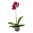 Planta Orquídea Phalaenopsis Pt12