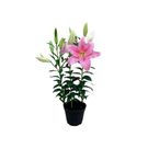 Planta Flor Lirio Decorado