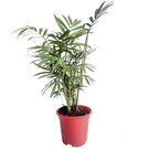Planta Palmeira Chamaedorea Pt11
