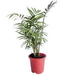 planta-palmeira-chamaedorea-pt11-1