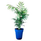 Planta Palmeira Chamaedorea Pt11