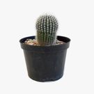Planta Cacto Mini Benassi Pt11