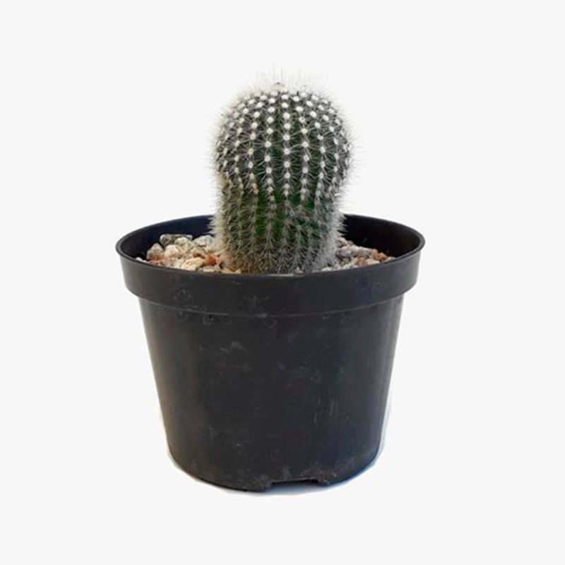 Planta-Cacto-Mini-Benassi-Pt11-1