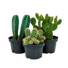 Planta Cacto Mini Benassi Pt11