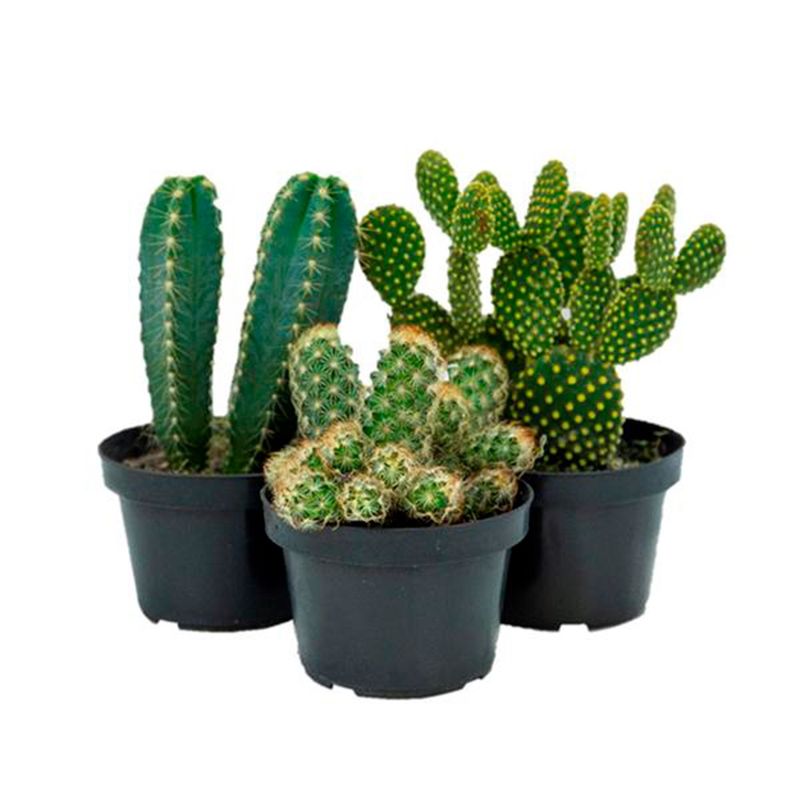 Planta-Cacto-Mini-Benassi-Pt11-2