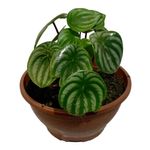 planta-peperomia-melancia-ca21