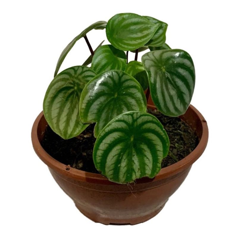 planta-peperomia-melancia-ca21